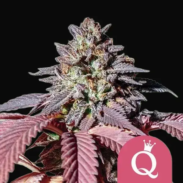 Purple Queen