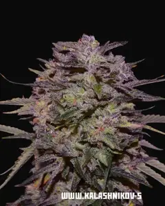 Purple Russian Express