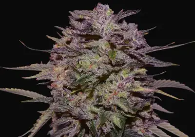 Purple Russian Express