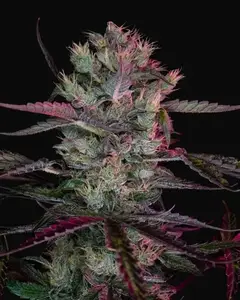 Purple Ryder Auto