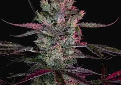 Purple Ryder Auto