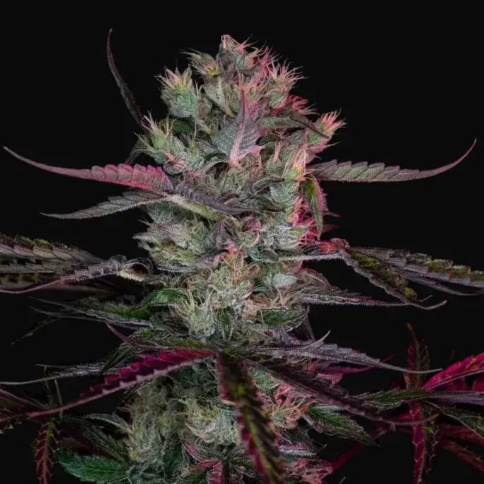 Purple Ryder Auto