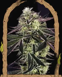 Purple Shot