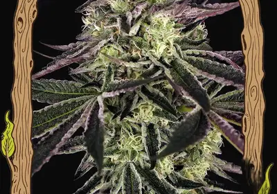 Purple Shot