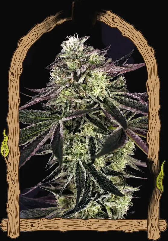 Purple Shot