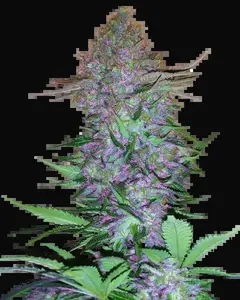 Purple Skunk Automatic