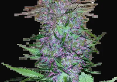 Purple Skunk Automatic