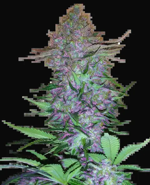 Purple Skunk Automatic