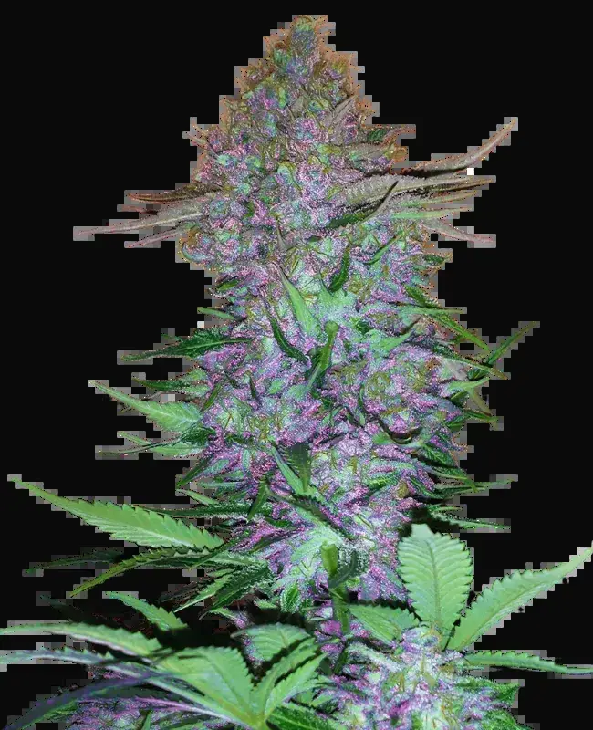 Purple Skunk Automatic