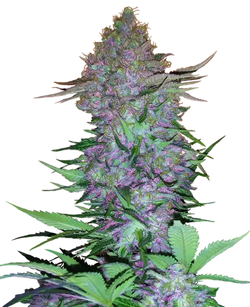 Purple Skunk Automatic