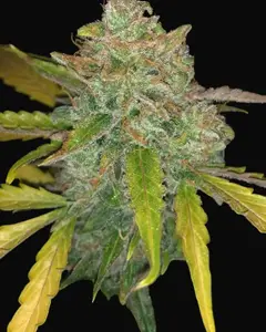 Purple Sunset Auto