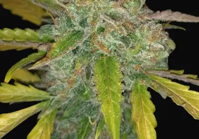 Purple Sunset Auto