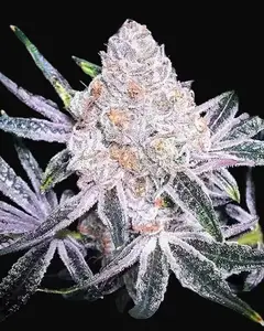 Purple Sunset RBX2