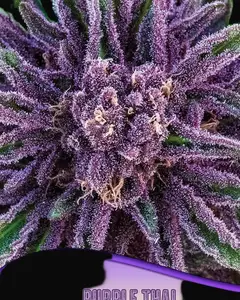 Purple Thai