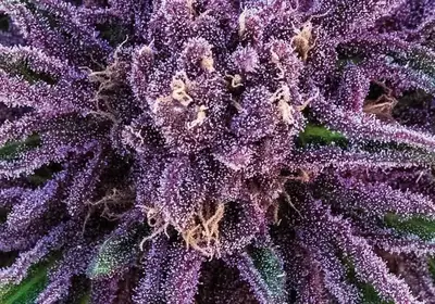 Purple Thai