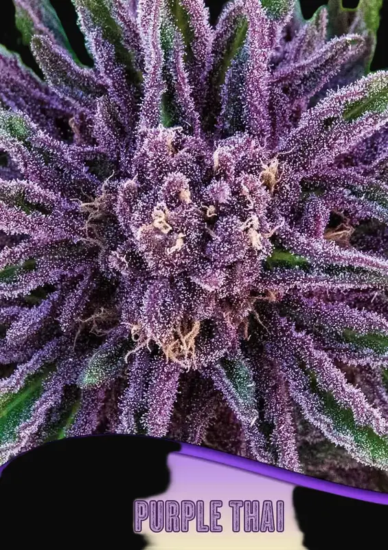 Purple Thai