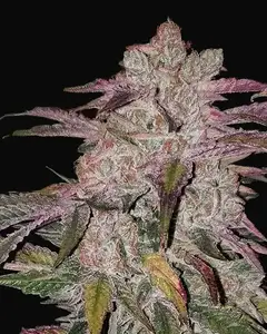 Purple Thai RBX1 Auto