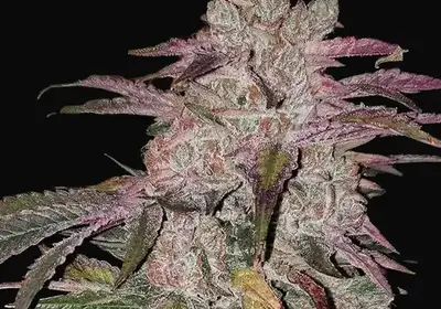 Purple Thai RBX1 Auto