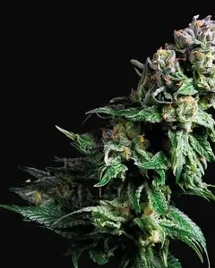 Purple Urkle