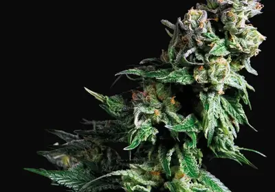 Purple Urkle