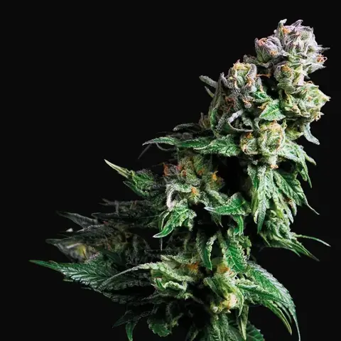 Purple Urkle