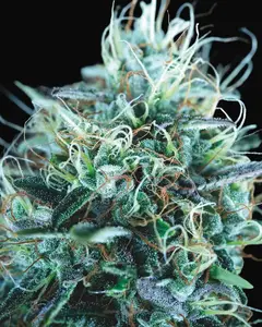 Purple Urkle x Blue Pyramid