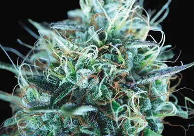 Purple Urkle x Blue Pyramid