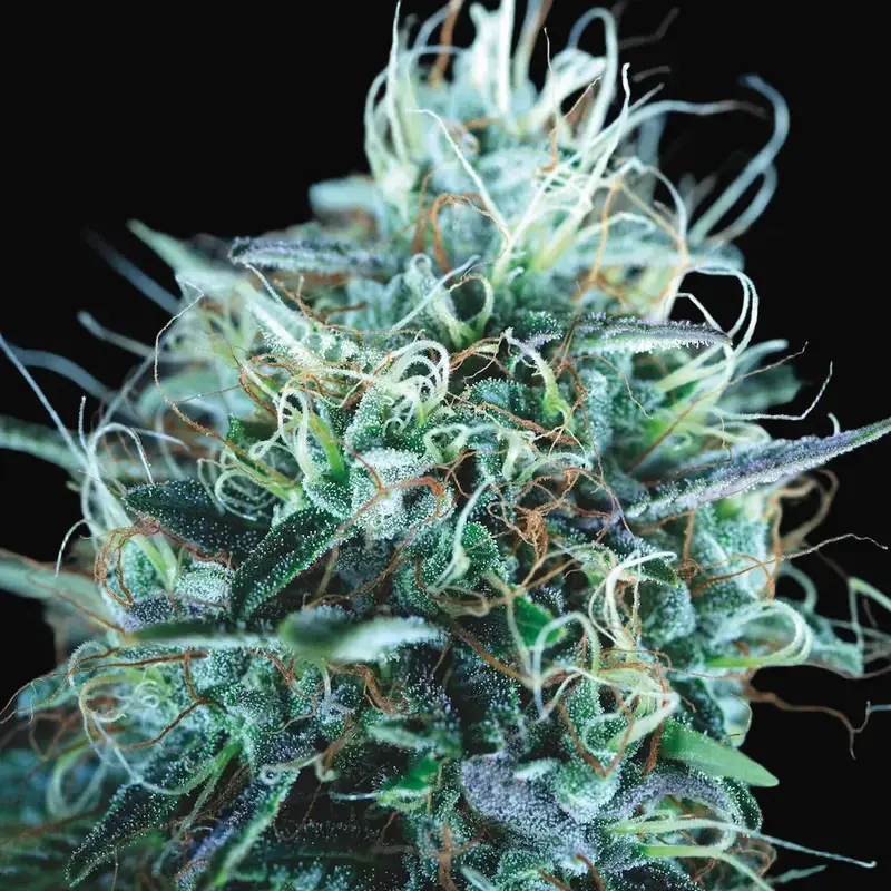 Purple Urkle x Blue Pyramid