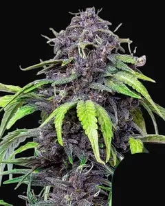 Purplematic CBD