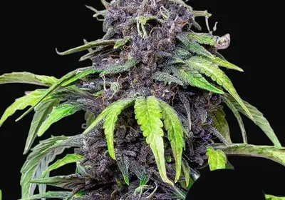 Purplematic CBD