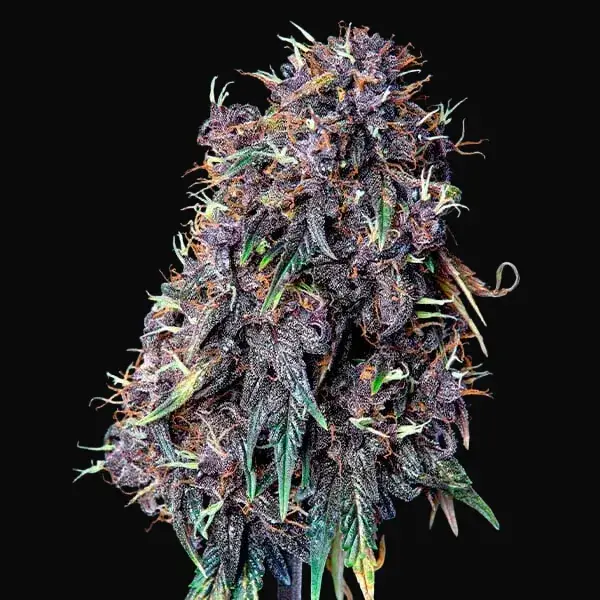 Purplematic CBD — zdjęcie 6