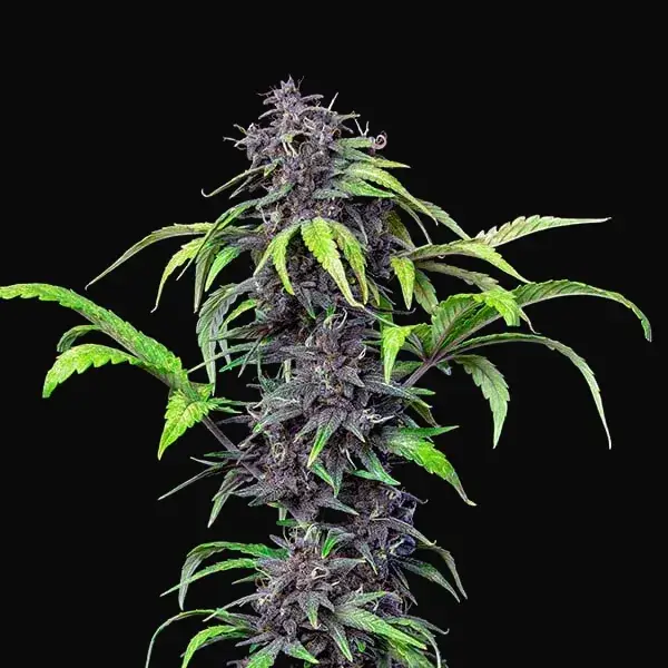 Purplematic CBD — zdjęcie 4