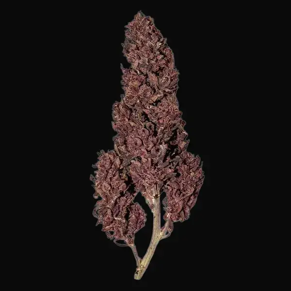Purplematic CBD — zdjęcie 3