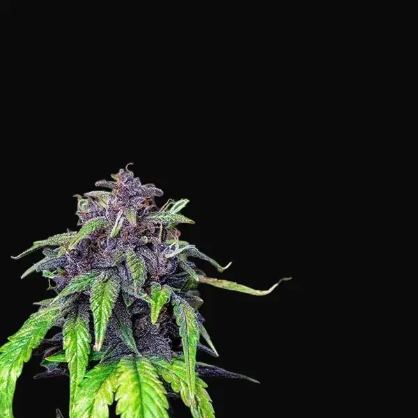 Purplematic CBD — zdjęcie 5