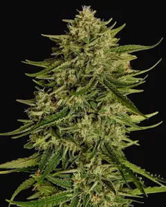 Quantum Terp F1