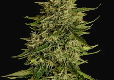 Quantum Terp F1
