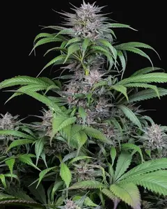Quick Kush