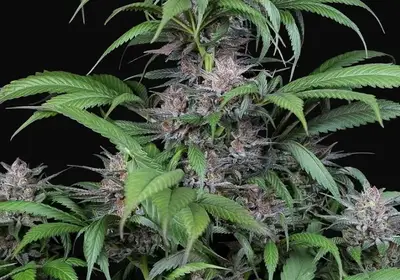 Quick Kush