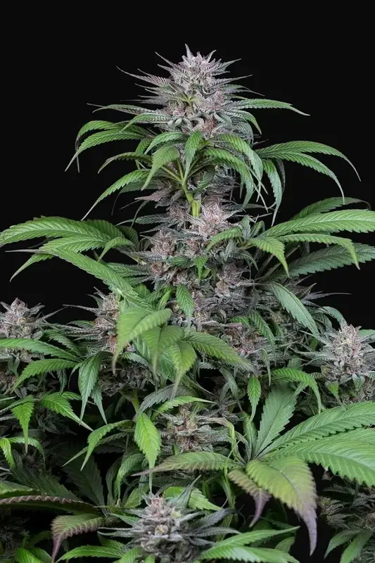 Quick Kush