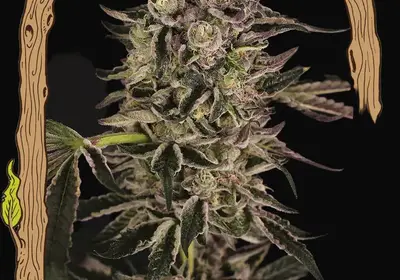 Quick Sherbet