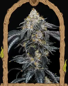Quicklato Sherbet