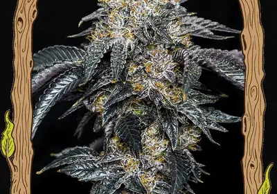 Quicklato Sherbet