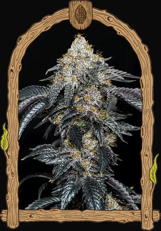 Quicklato Sherbet