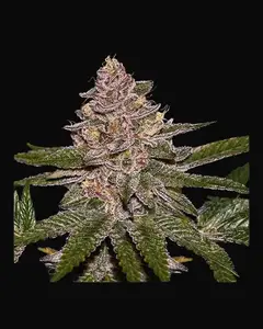 Radical Juice Auto
