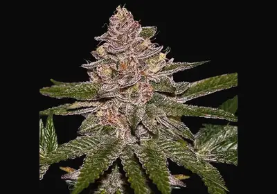 Radical Juice Auto