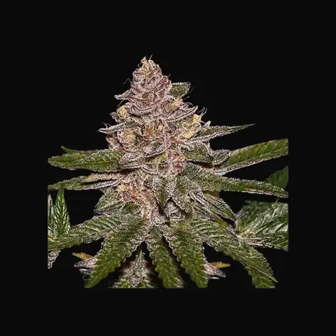 Radical Juice Auto