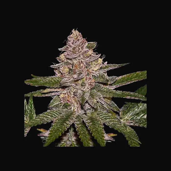 Radical Juice Auto
