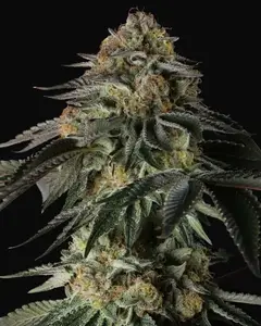 Rainbow Gas