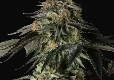 Rainbow Gas
