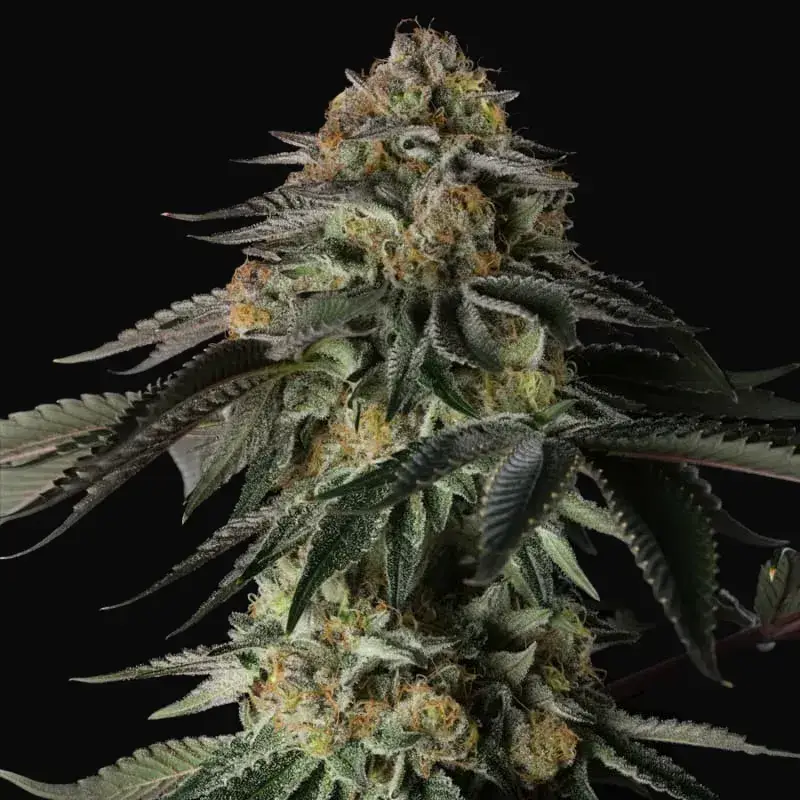 Rainbow Gas